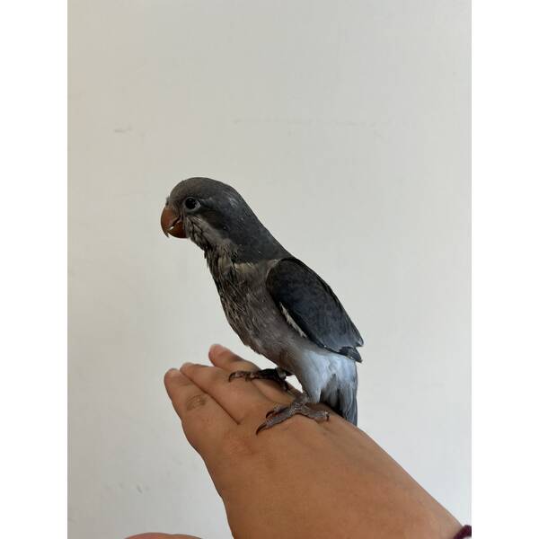 Monk Parakeet Blue (Myiopsitta Monachus) Monk Parakeet Blue (Myiopsitta Monachus)