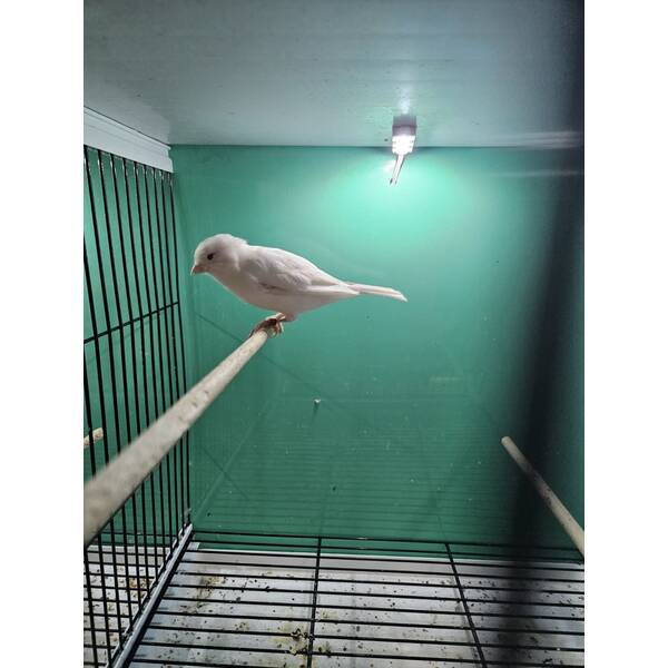 ΚΑΝΑΡΙΝΙ Αλμπίνο Θηλυκό (Κόκκινα Μάτια)