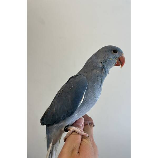 Ringneck Blue (Psittacula krameri)