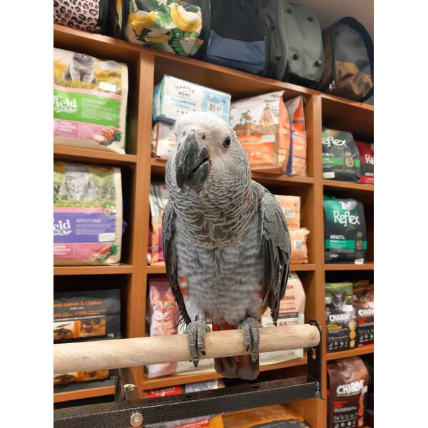 African Grey Zako Red Factor