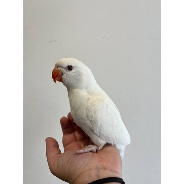 Ringneck Albino (Psittacula krameri)