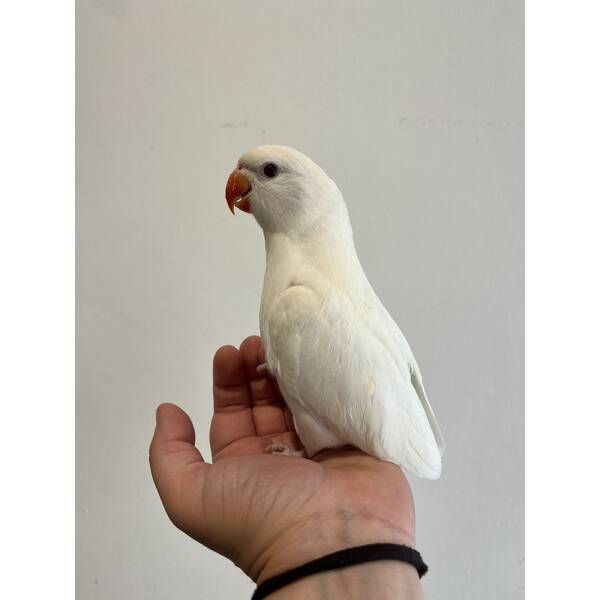 Ringneck Albino (Psittacula krameri)