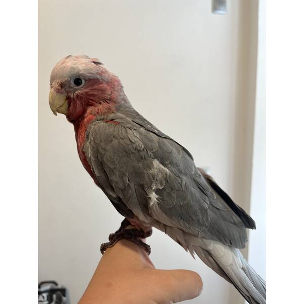 Cockatoo Galah (Eolophus Roseicapilla)