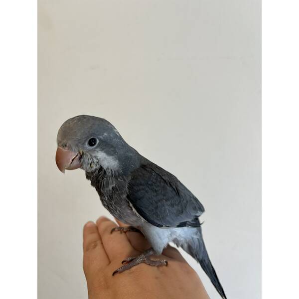 Monk Parakeet Blue (Myiopsitta Monachus)