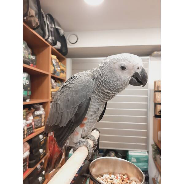 African Grey Zako Red Factor