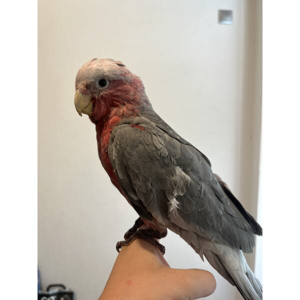Cockatoo Galah (Eolophus Roseicapilla)