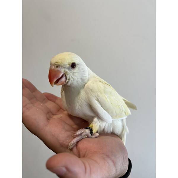 Ringneck Creamino (Psittacula krameri) Ringneck Creamino (Psittacula krameri)