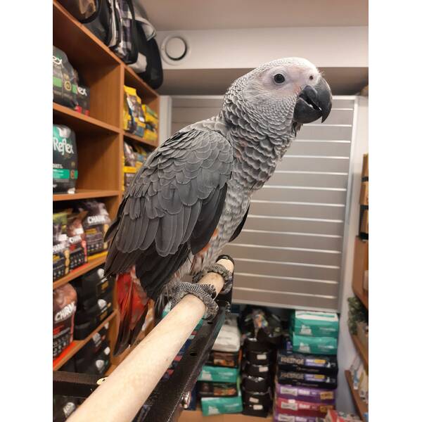 African Grey Zako Red Factor