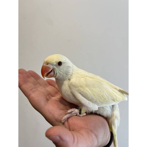 Ringneck Creamino (Psittacula krameri) Ringneck Creamino (Psittacula krameri)