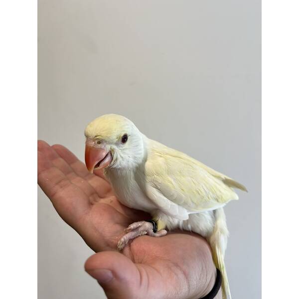 Ringneck Creamino (Psittacula krameri) Ringneck Creamino (Psittacula krameri)