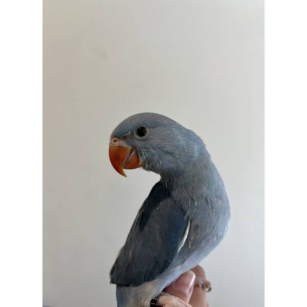 Ringneck Blue (Psittacula krameri)