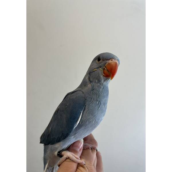 Ringneck Blue (Psittacula krameri)