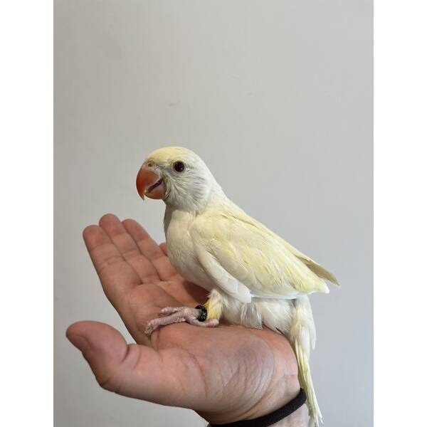 Ringneck Creamino (Psittacula krameri) Ringneck Creamino (Psittacula krameri)
