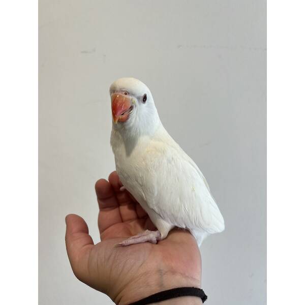 Ringneck Albino (Psittacula krameri)