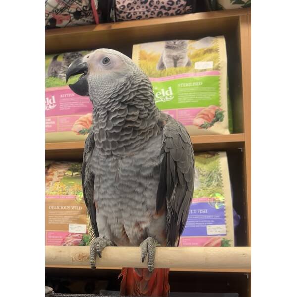 African Grey Zako Red Factor