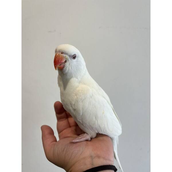 Ringneck Albino (Psittacula krameri)