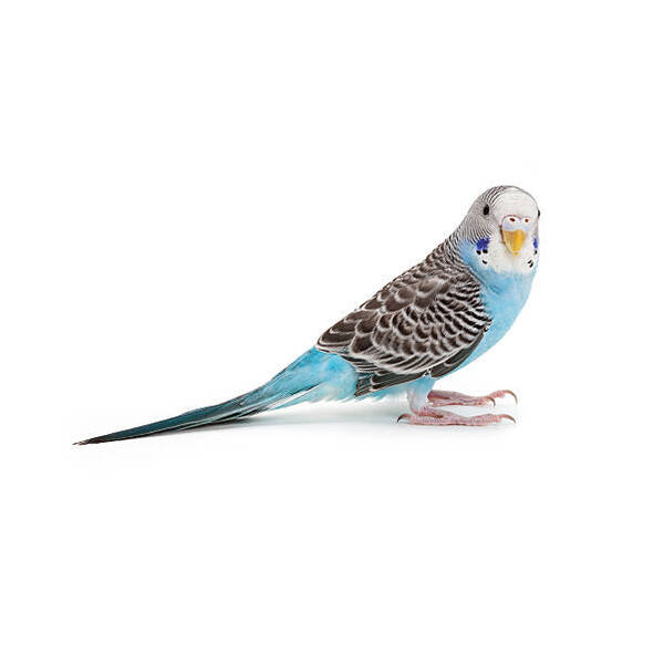 ΠΑΠΑΓΑΛΑΚΙ ΕΥΡΩΠΑΪΚΟ BUDGIE