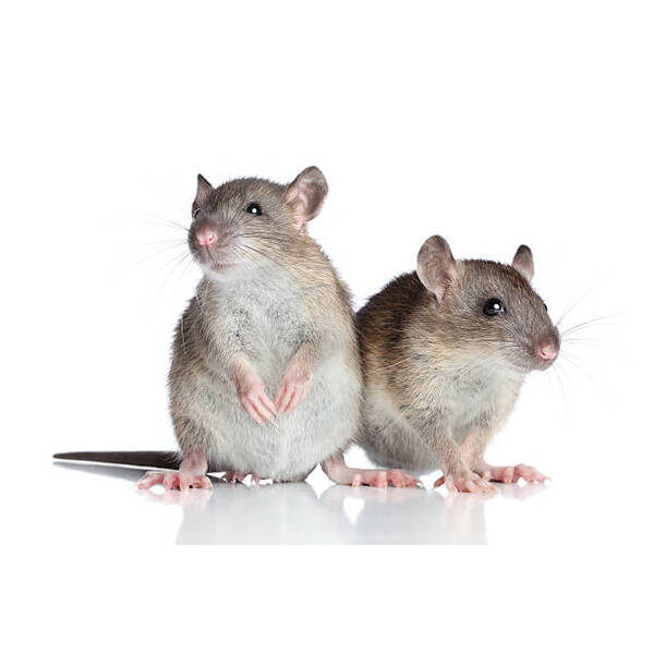 Rattus Norvegicus