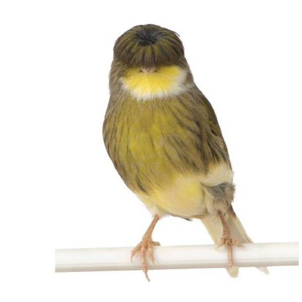 ΚΑΝΑΡΙΝΙ Gloster Consort Θηλυκό