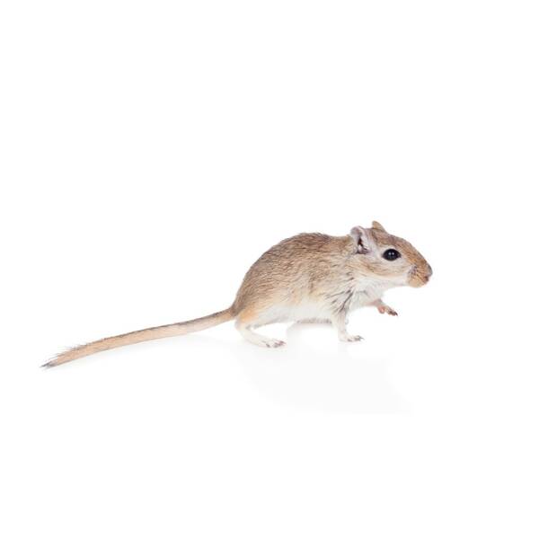 Gerbil
