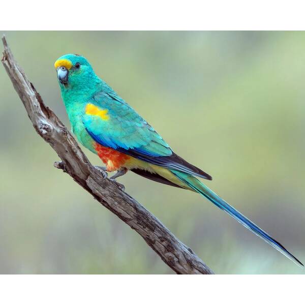 ΠΑΠΑΓΑΛOΣ Mulga (Psephotellus varius)