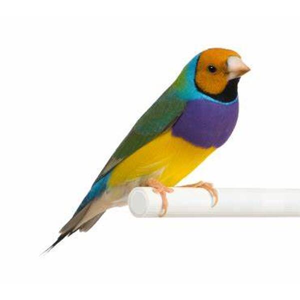 Παραδείσια Gouldian (Gouldian Finch)