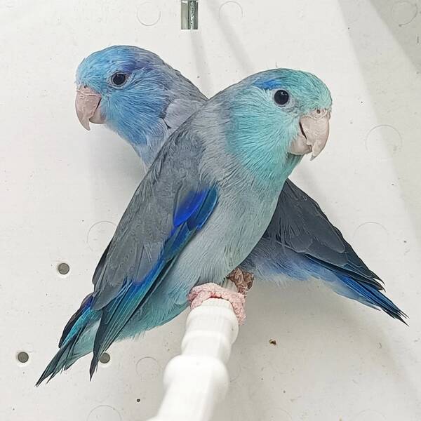 Parrotlet Blue (Forpus coelestis) Parrotlet Blue (Forpus coelestis)