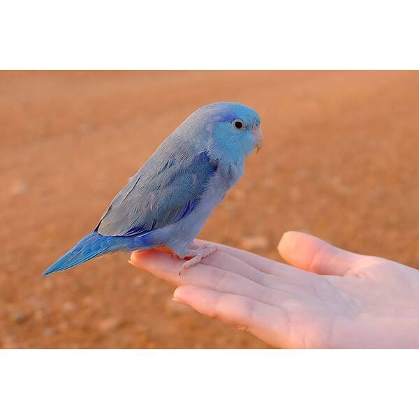 Parrotlet Blue (Forpus coelestis) Parrotlet Blue (Forpus coelestis)