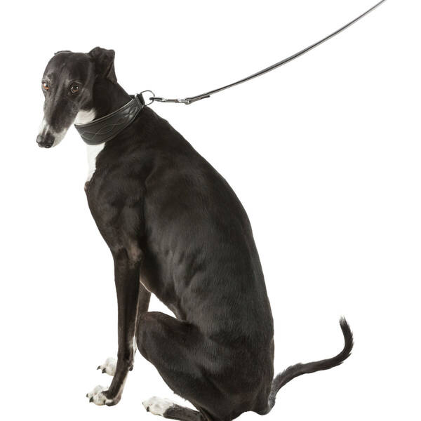 TRIXIE Περιλαίμιο Active Comfort Greyhound S 27-35cm/55mm Μαύρο/Γκρι