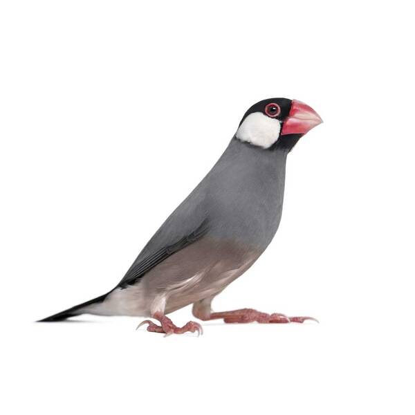 Παραδείσια Πιγκουινάκια (Java Sparrow)