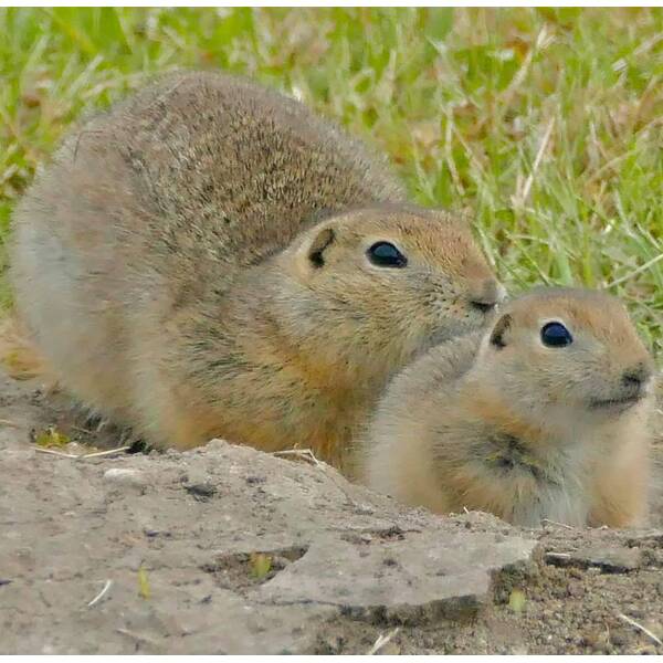 Richardson's Ground Squirrel Ζευγάρι (Urocitellus richardsonii)