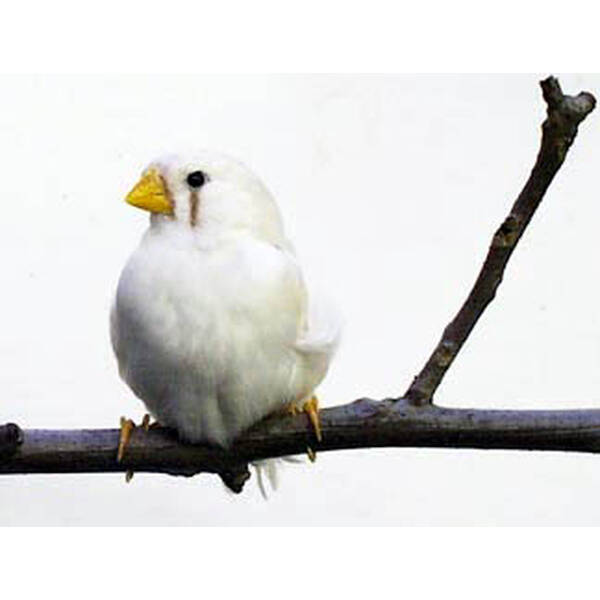 Zebra finch Zebra finch
