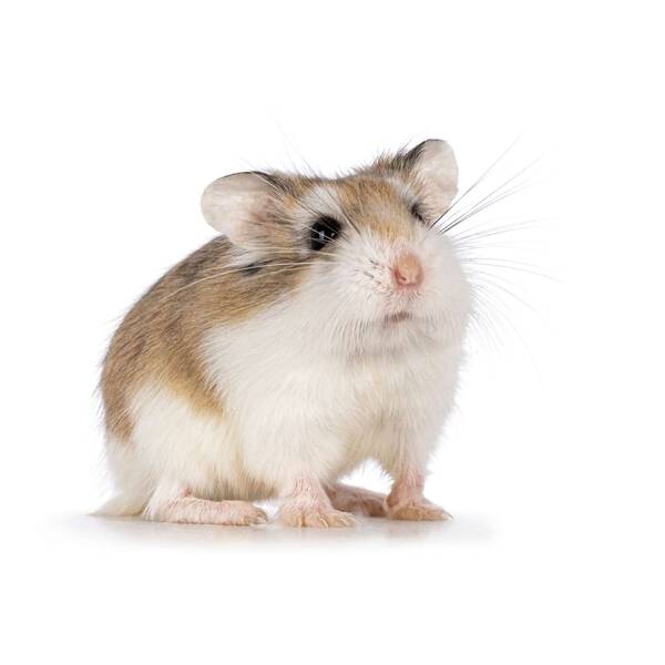 HAMSTER MINI ROBOROVSKI