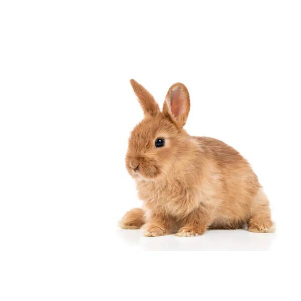 Κουνελάκι Μίνι