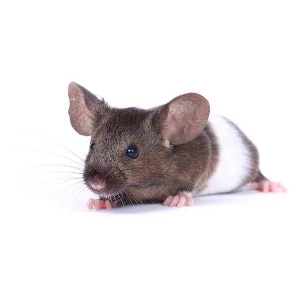 Πολύχρωμο Ποντίκι (Mus musculus)