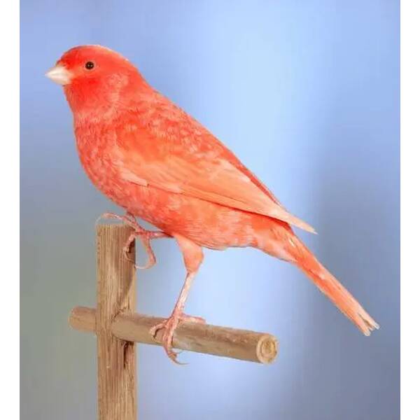 ΚΑΝΑΡΙΝΙ Κόκκινο Χιονέ Αρσενικό