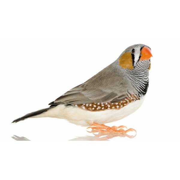 Zebra finch