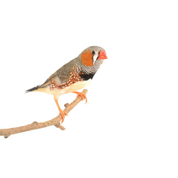 Zebra finch