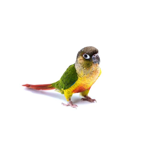 Conura Green Cheeked