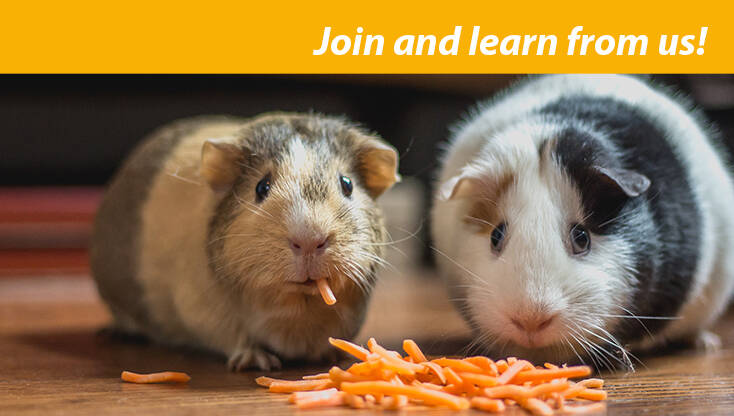 Static-Image-Animalium