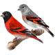 Red Siskin (Σπίνος Βενεζουέλας) Ζευγάρι