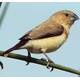 Αφρικανικό Silverbill (Euodice cantans)