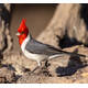 Paroaria Coronata (Red-Crested Cardinal)