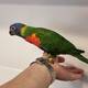 Rainbow Lorikeet Ήμερο (Trichoglossus moluccanus)