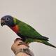 Rainbow Lorikeet (Trichoglossus moluccanus)