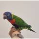Rainbow Lorikeet (Trichoglossus moluccanus)