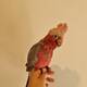 Cockatoo Galah (Eolophus Roseicapilla)