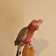 Cockatoo Galah (Eolophus Roseicapilla)