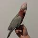Cockatoo Galah (Eolophus Roseicapilla)