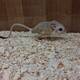 Lesser Egyptian Jerboa (Jaculus jaculus)